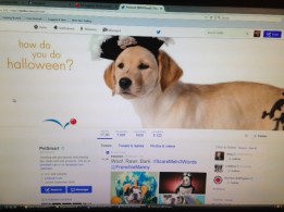 Pets Twitter