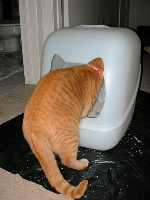 Shakespeare got a new litter box today, and he has already used it!